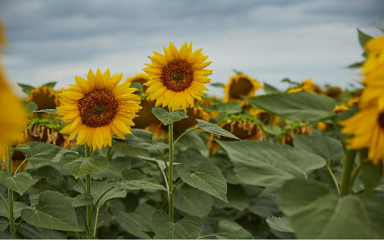 Frühzeitige Blattdüngung bei Mais und Sonnenblume